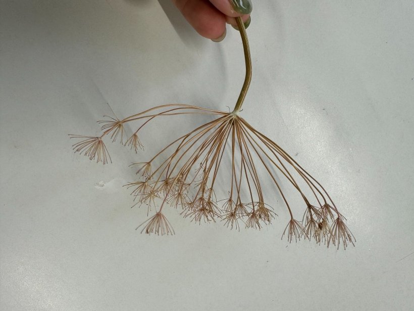 線香花火のような枝